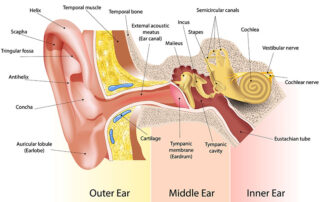 Ear Anatomy