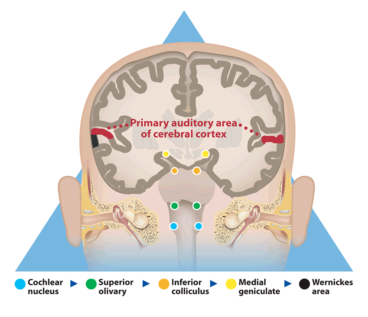 auditory cortex